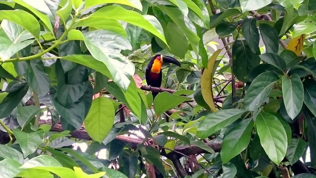 Gavea Bnb Рио де Жанейро Екстериор снимка