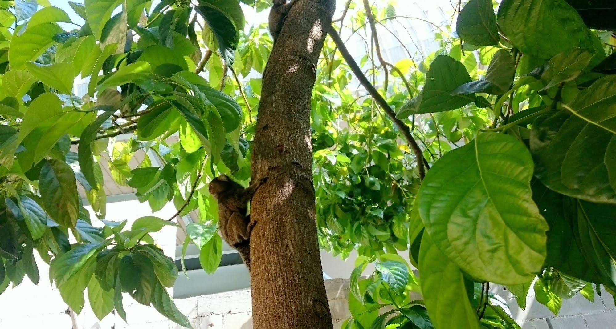 Gavea Bnb Рио де Жанейро Екстериор снимка